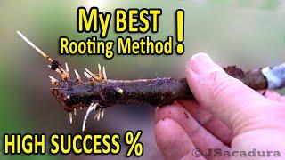 HOW to ROOT Fig Cuttings in Coco Coir  Rooting Cuttings to propagate FIG TREES the EASY WAY