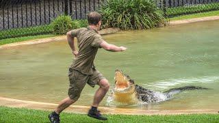 Robert Irwins 19th Birthday Croc Show ft. Scrappa  Australia Zoo