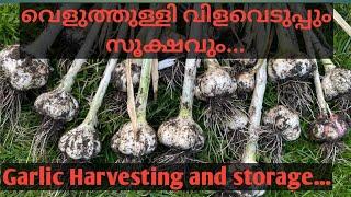 Garlic Harvesting and Storage....വെളുത്തുള്ളി വിളവെടുപ്പും സൂക്ഷവും...