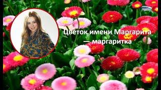 Цветок имени Маргарита — маргаритка