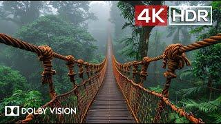 Green AMBIENCE DOLBY VISION 4K HDR - So Real Youll Forget Youre Inside 60 FPS