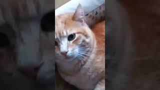 Coccole del mattino #video #cat #good #