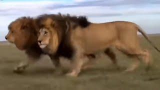 HUGE MALE LIONS - C-boy and Hildur - Lion brothers of The Serengeti