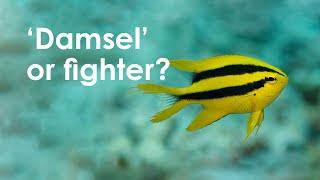 Golden Damselfish - Meet the Locals Great Barrier Reef