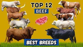 Top 12 Cattle Breeds That Redefine Meat Excellence 