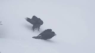 Goofy Ravens Playing in the Snow