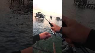 Siapkan Umpan Yang Paling gacor Kalo Mancing Disini #fishing #ultralight #mancing - #mancingmania