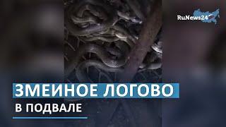 Россияне купили дом в Анапе и обнаружили змеиное логово в подвале  RuNews24