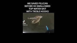 SAVED Louisiana State Bird Brown Pelican - Attacked Top Water Bait wThree Hooks #fishing