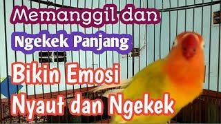 Suara Burung Lovebird Memanggil dan Ngekek Panjang Bikin Lovebird Gacor Emosi