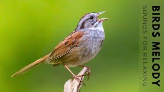 Birds Singing Without Music - Bird Sounds Relaxation Soothing Nature Sounds Birds Chirping