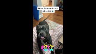 TikTok Pitbull Zoomies Compilation - Litter 1 Pitbulls Doing Zoomies #pitbull #zoomies #compilation