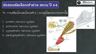 เฉลยข้อสอบเข้าค่าย สอวน ปี 64 ข้อ 94  ระบบประสาทคุมกล้ามเนื้อลาย