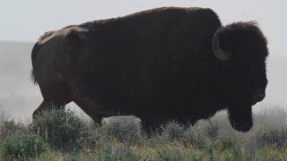 #NatZooZen American Bison Wallowing