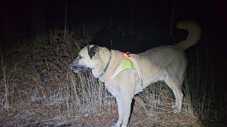 Aslans usual evening walk. A very quiet evening in the forest