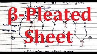 18. Beta Pleated Sheet  Secondary Structure of Proteins  JEE NEET MBBS