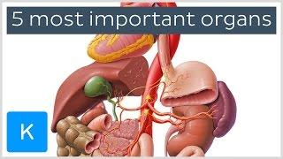 5 most important organs in the Human body - Human Anatomy  Kenhub