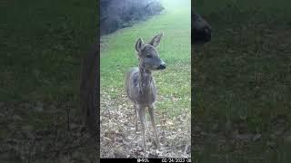 Capriolo in appennino #wildanimals #capriolo #appennino