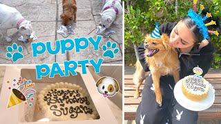 THROWING MY DOG A BIRTHDAY PARTY