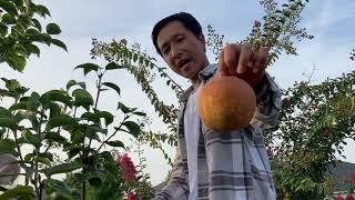 Hai Trai Le Han Quoc Pick Korean Giant Pear Grow From Seed  unedited version