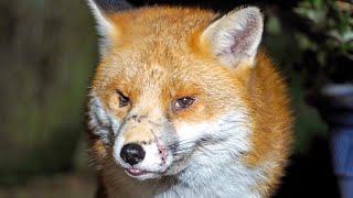 Saving Scar - Capturing an injured wild urban fox