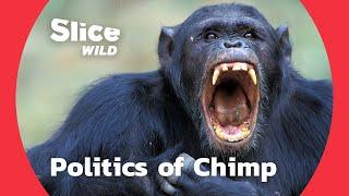 Coalition bribery and campaign political moves of chimpanzees  AI