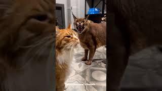 Caracal Pumba Protecting Maine Coon Izjuma  Floppa #shorts