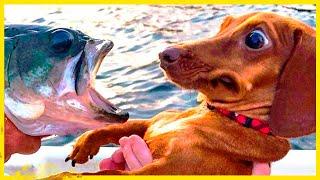  Morsomste  Hunder - Fantastiske morsomme kjæledyrdyrvideoer 