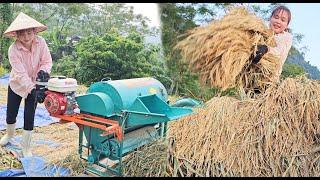 Complete the work of harvesting rice gather rice and thresh it with a mini threshing machine