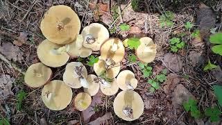 Бобзилла собирает грибы маслята оптом 14-08-22