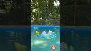 Funny Pome Ride Buoy #shorts