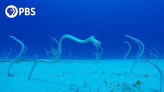 Peek-A-Boo with Hawaiian Garden Eels