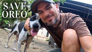 Saving a Thai doggie from a short chain  Pai Thailand