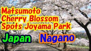 Japan Travel Joyama Park impressive cherry blossoms Nagano28 Moopon