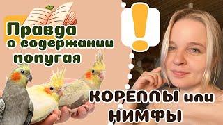 20 вещей которые надо знать о КОРЕЛЛАХ прежде чем завести.