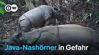 Kampf gegen Nashorn-Wilderer in Indonesien  DW Nachrichten