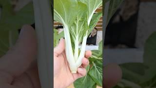 Growing Baby Bok Choy from seeds