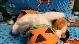 Wowwee and Furreal pets dressed for Halloween