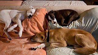 Dogs Cats and a Dingo Sleeping Together