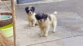 A pair of stray sister dogs came to my yardbegged me to adopt them and hoping to settle down here