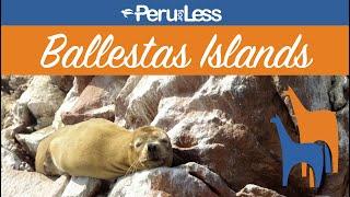 Tour Highlights Ballestas Islands
