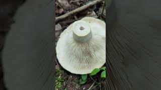 Груздь  белый .Lactarius resimus  aquizonatuscitriolens.