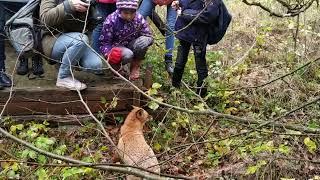 Fox came to meet children #fox #animals