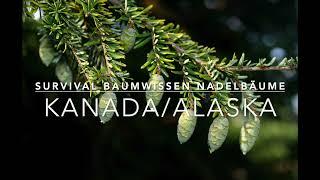 Survival Baumwissen in Nord-Nord Amerika z.B. für 7 vs. Wild oder Alone
