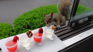 Squirrels reactions to cocktails