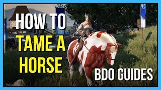 How to Tame A Horse in Black Desert Online