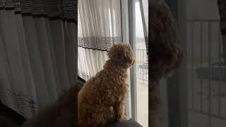 ️ #cute #poodle #cockapoo #fyp