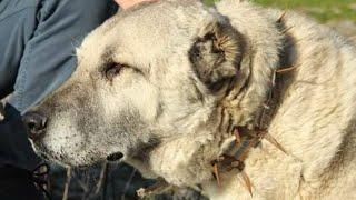 Gerçek Kangal Köpeği Fenotipi