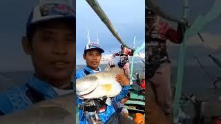 RAJA PREDATOR kakap putih besar Mancing kakap putih-barramundi