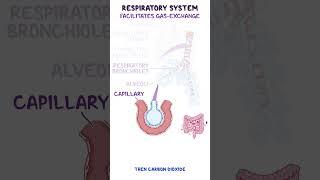 Clinical Cuts Respiratory system anatomy & physiology